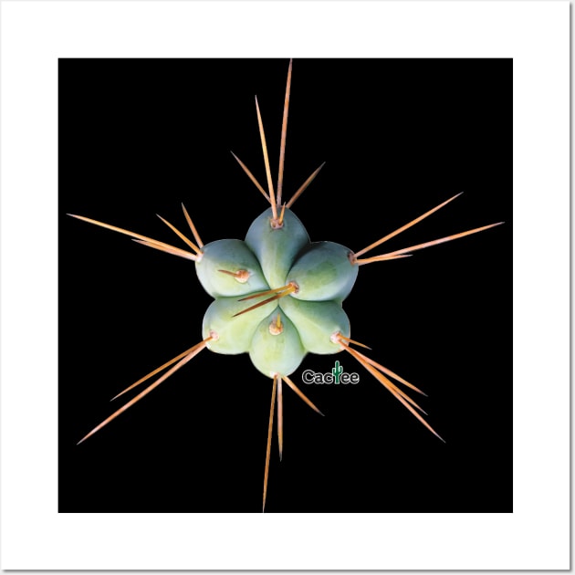 Trichocereus Hybrid SS01 x SS02 Tip Wall Art by Cactee